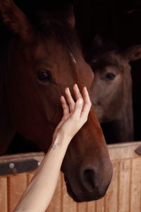 Main qui caresse un cheval