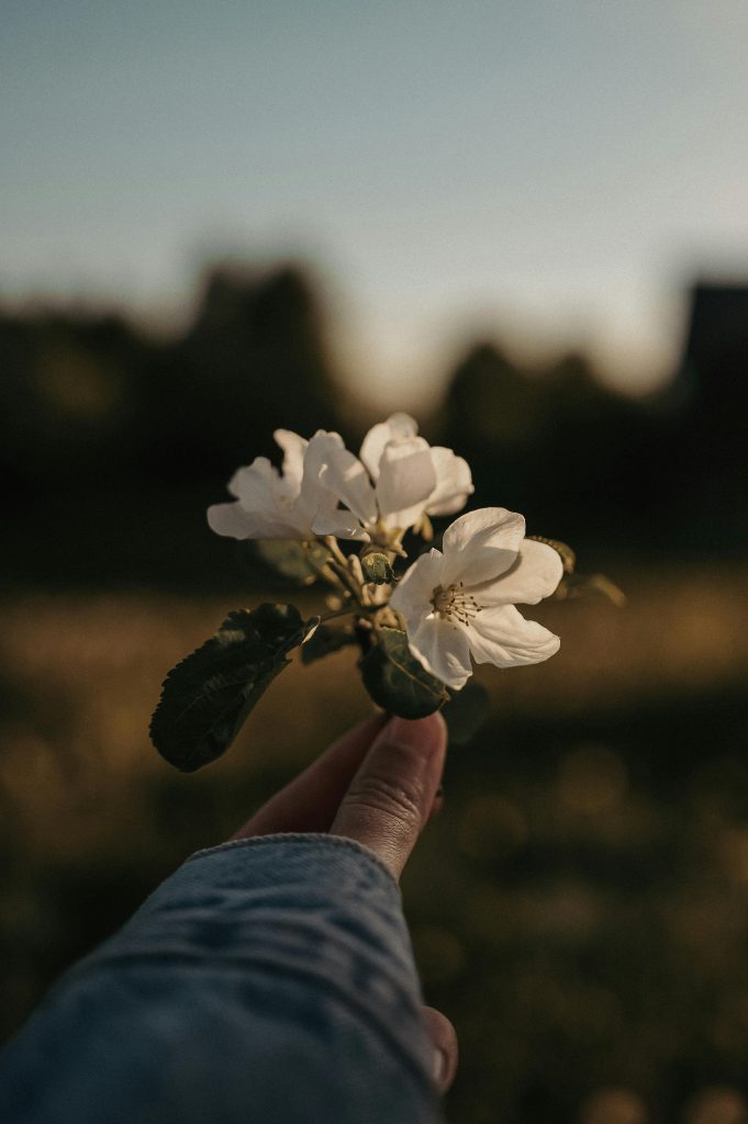 Fleurs de Bach