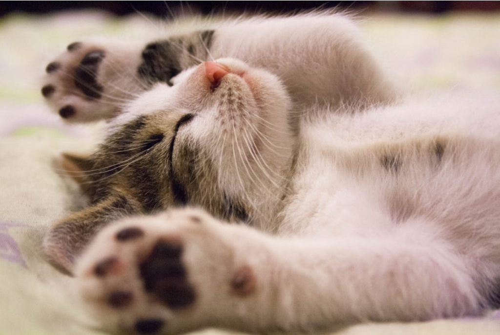 Chat alors ! Nouveau partenariat